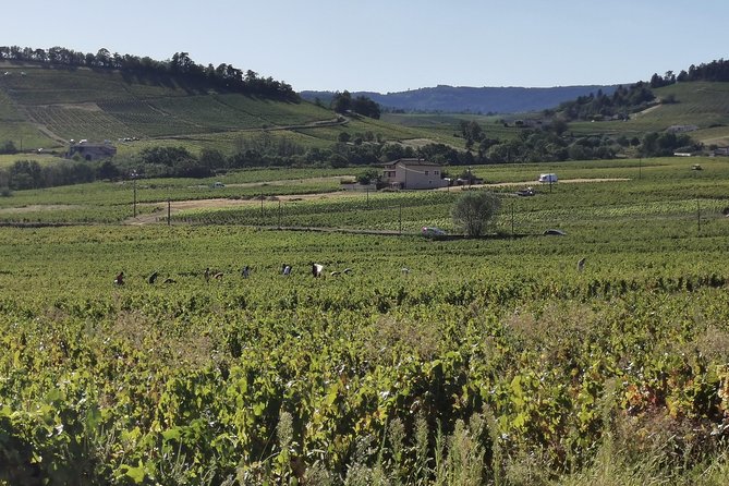 Beaujolais wine tour from Lyon half day - Key Points