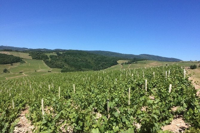 Beaujolais Wines & Castles - Private Tour - Half Day - Exploring Mont Brouilly and the Beaujolais "Crus"
