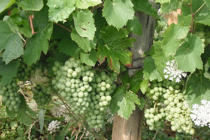 Beaune & Burgundy Vineyards Private Day Trip from Lyon - Discover Burgundy’s Wine Heritage on a Private Tour from Lyon