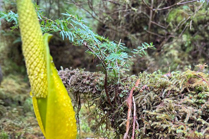 Beautiful Nature Walk On Ketchikan's Ward Creek Trail - Key Points