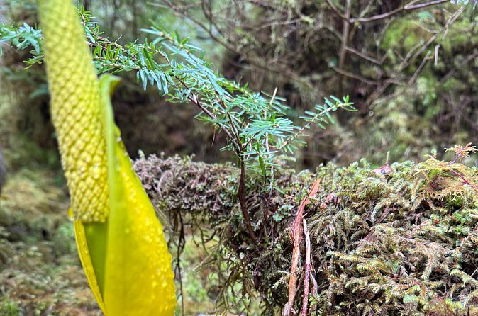Beautiful Nature Walk On Ketchikan's Ward Creek Trail - Practical Details and Meeting Logistics