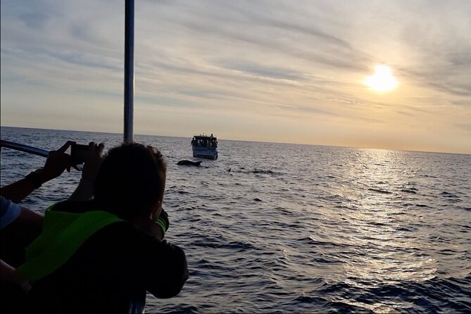 Beautiful Sunset and Dolphin Watching - Enjoying the Sunset Over the Adriatic