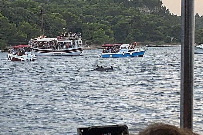 Beautiful Sunset and Dolphin Watching - The Sum Up: A Scenic and Animal-Focused Sea Outing