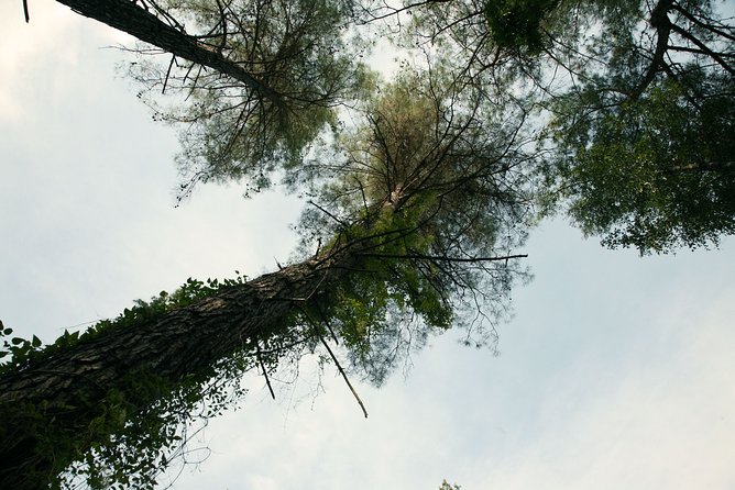 Beauty, Nature and Charm of Troodos Mountains from Paphos - Exploring the Village of Omodos and Its Heritage