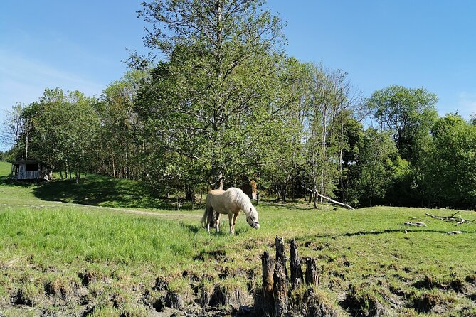Beaver Safari on Stand up paddleboard in Hokksund - The Sum Up: A Calm, Wildlife-Focused Paddle in Hokksund