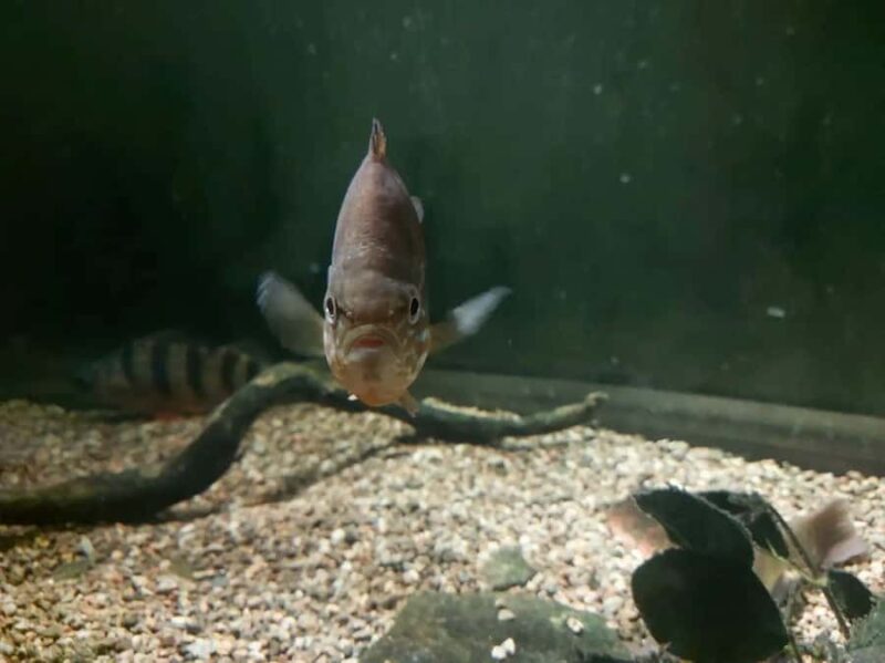 Becancour: Biodiversity Museum Visit - Reservation Options and Flexibility