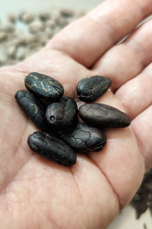 Become a chocolatier for a day! - Key Points