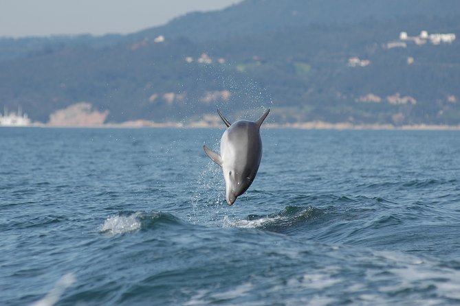 Become a dolphin protector! Lisbon Eco-dolphin watching - The Setting: Arrábida Natural Park and Sado Estuary