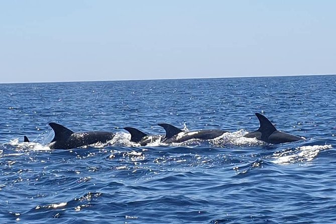 Become a dolphin protector! Lisbon Eco-dolphin watching - Weather Considerations and Cancellation Policies