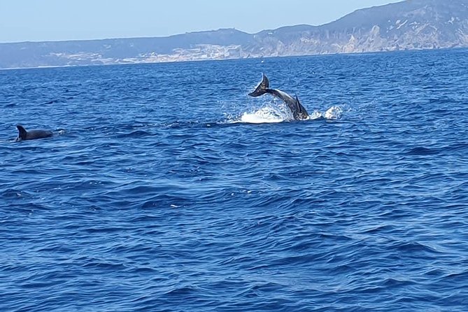 Become a dolphin protector! Lisbon Eco-dolphin watching - Why This Tour Stands Out Compared to Other Dolphin Watching Options