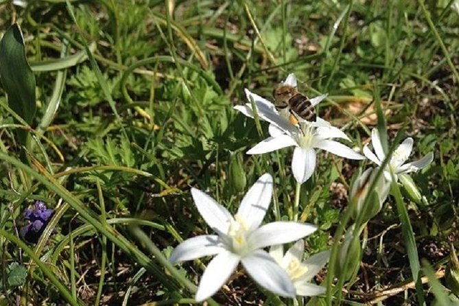 Beekeeper for a Day close to Nafplio - Honey Tasting and Greek Sweets