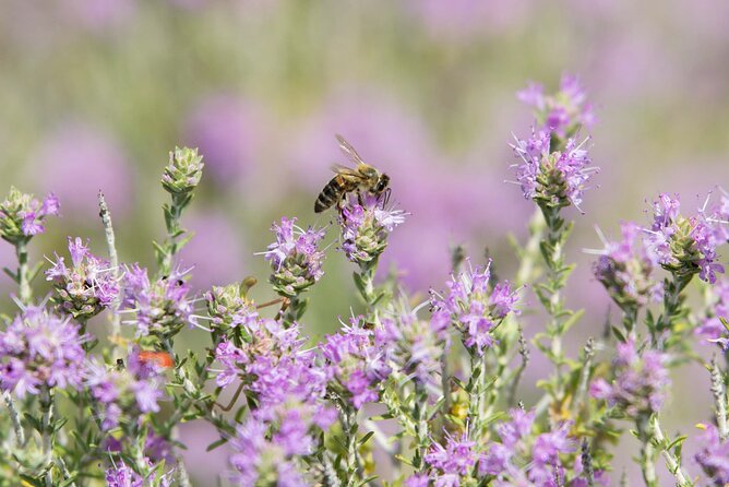 Beekeeping and Honey Stories in Itea - Accessibility and Practical Tips