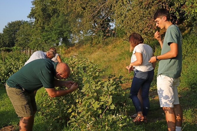 Beekeeping Farm Tour and Tasting Experience in Lazise - Tasting the Local Wines and Fruit Juices