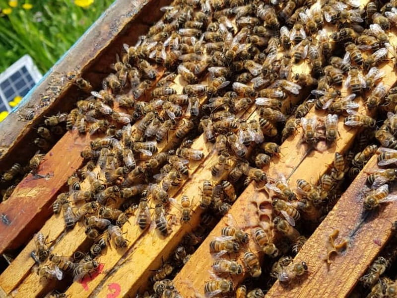 Beekeeping Tour and Honey Tasting Experience in Monferrato - The Experience Provider and Booking Options