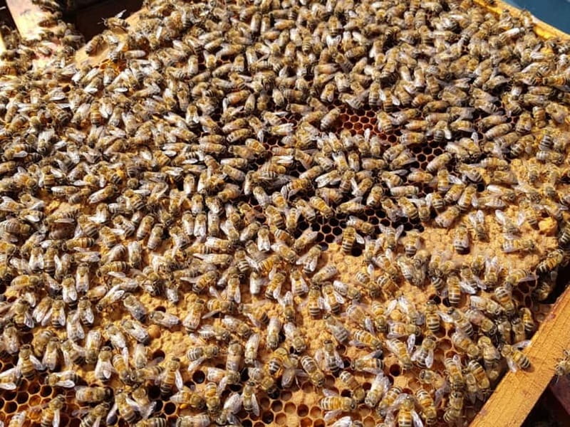 Beekeeping Tour and Honey Tasting Experience in Monferrato - The Strengths of This Beekeeping Experience in Monferrato