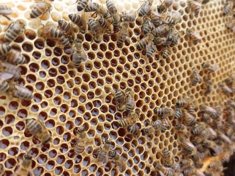 Beekeeping Tour and Honey Tasting Experience in Monferrato - Who Will Appreciate This Tour Most?
