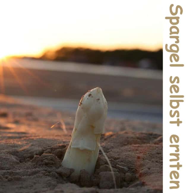 Beelitz: Harvest Beelitz asparagus yourself - Authentic Beelitz Asparagus Harvesting in Northern Germany