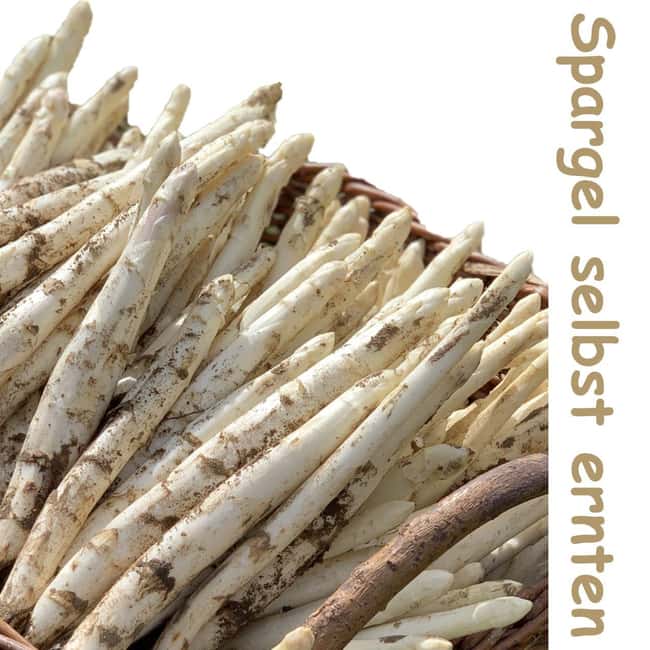 Beelitz: Harvest Beelitz asparagus yourself - Key Points