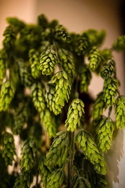 BEER SPA Niedermorschwihr - Comparing BEER SPA Niedermorschwihr With Similar Experiences