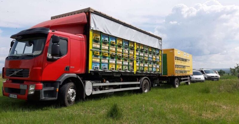 Bees in Romania - Private Beekeeping Lesson and Local Lunch - Unique Beekeeping Experience and Authentic Romanian Lunch Near Bucharest