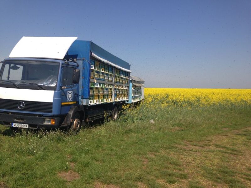 Bees in Romania - Private Beekeeping Lesson and Local Lunch - Convenient Logistics and Private Group Format