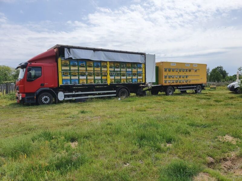 Bees in Romania - Private Beekeeping Lesson and Local Lunch - About Nicolas Experience Tours SRL