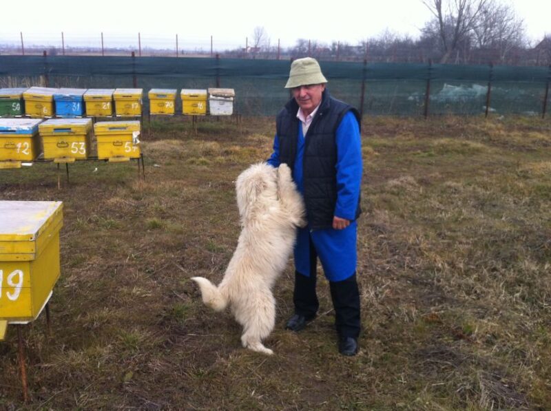 Bees in Romania - Private Beekeeping Lesson and Local Lunch - The Sum Up: A Unique Blend of Nature, Tradition, and Cuisine