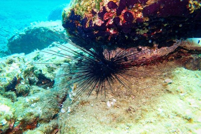 Beginner Diving Experience in Ligaria Bay - The Reputation of Sailingcrete and Its Guided Service