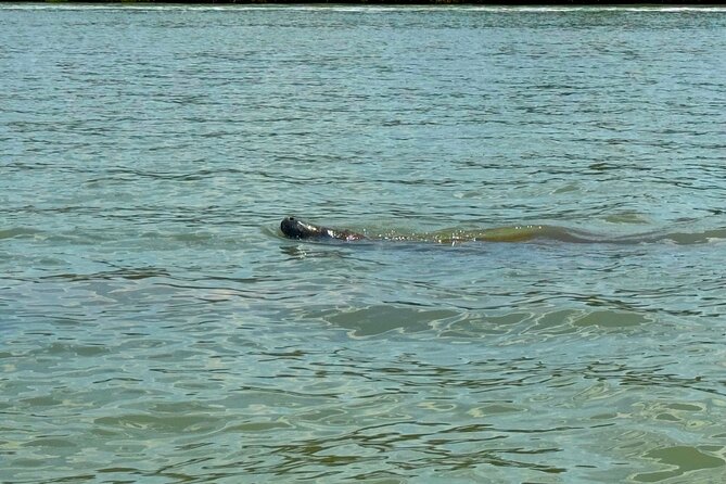 Beginner One Hour Guided Kayaking and SUP Activity - Flexibility and Cancellation Policies