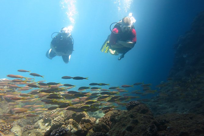 Beginner Scuba Dive in Lahaina: Swimming Required - The Booking Process and Flexibility