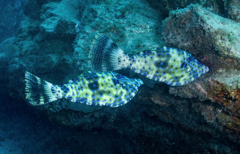 Beginner Scuba Dive with Scubapoint Tenerife in Turtle Area - Frequently Asked Questions