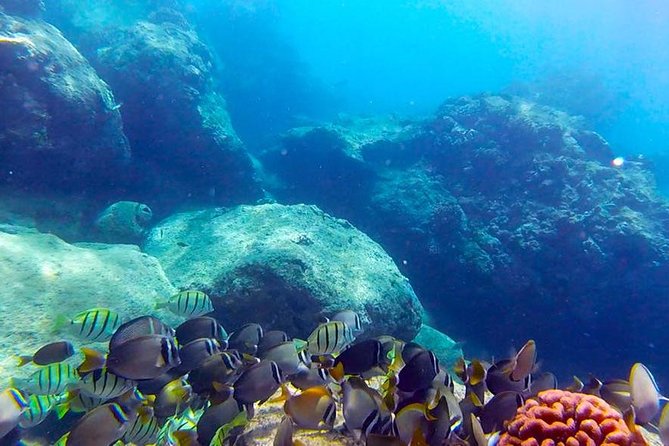 Beginner Scuba Diving Adventure with Videos in Honolulu - Exciting Beginner Scuba Diving in Honolulu for Just $99