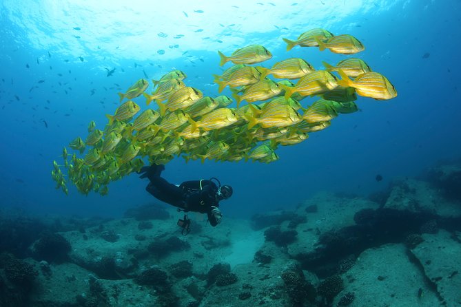 Beginner Scuba Diving in Cabo San Lucas - Exploring the Marine Park’s Underwater Biodiversity