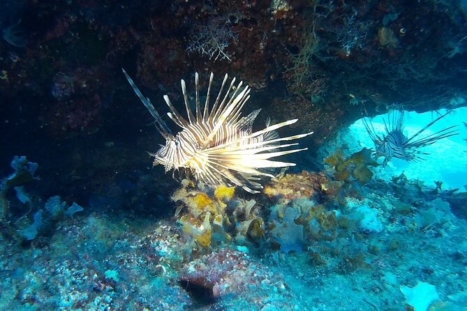 Beginners Discover Scuba Diving By Boat, Best Spot In Cyprus - Personalised Instruction with a Skilled Dive Guide