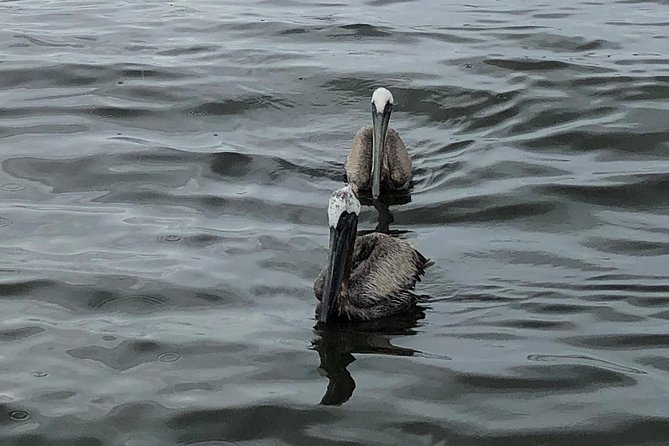 Behind the Scenes of Shem Creek Shrimp Walking Tour - Practical Tips and Accessibility