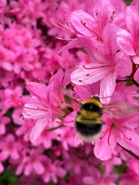 Belfast: Sir Thomas & Lady Dixon Park Walk & Alfresco Picnic - Enjoying an Authentic Northern Irish Picnic Outdoors