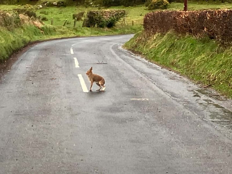 Belfast:Giant's Causeway private tour with accreditted guide - The Sum Up: Ideal for History, Nature, and Culture Enthusiasts