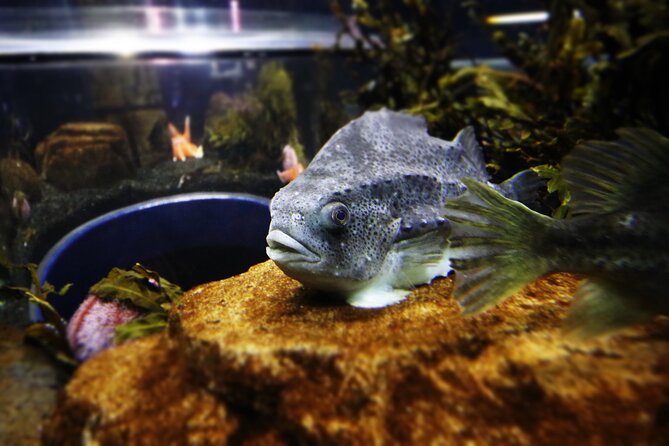 Beluga and Puffin Sanctuary Visitor Centre with Aquarium - Key Points