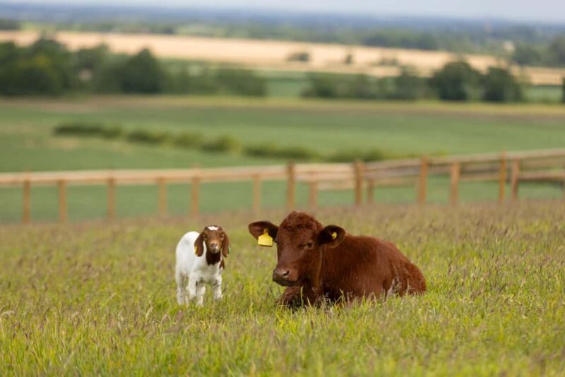 Belvoir Castle: Castle, Gardens and Ground Entry - Seasonal Festivities and Special Events