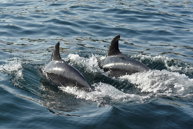 Benagil Caves and Dolphin Watching - 2.5h - Dolphin Spotting: An Exciting Bonus