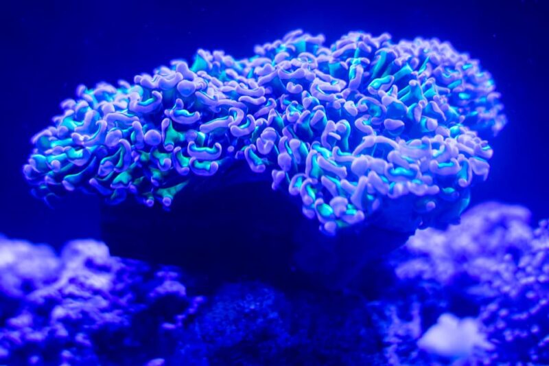 Benalmadena Aquarium Visit - Discovering the Amazonia Freshwater Zone