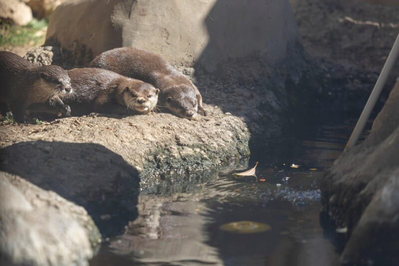 Benalmadena Aquarium Visit - Practical Details: Accessibility, Food, and Booking