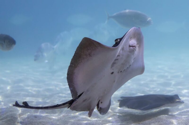 Benalmadena Aquarium Visit - How the Tour Compares to Similar Attractions