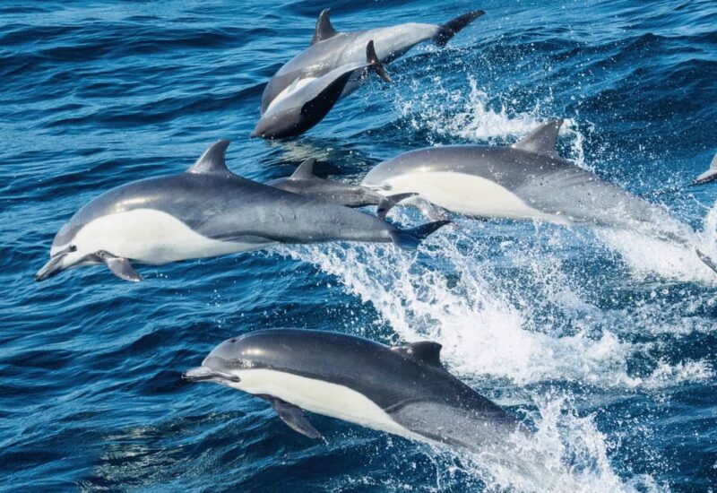 Benalmadena: Boat Rental without License Required - Practical Tips for Booking and Enjoying