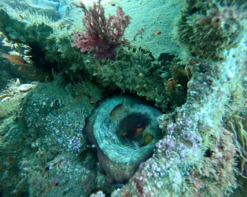 Benalmádena Boat Tour with Snorkeling, Water Slide and Lunch - Relaxing with Kayaking and Paddle Surfing in Calm Waters