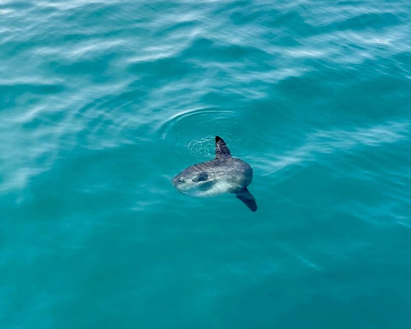 Benalmádena Boat Tour with Snorkeling, Water Slide and Lunch - Who Will Enjoy This Benalmádena Boat Tour?