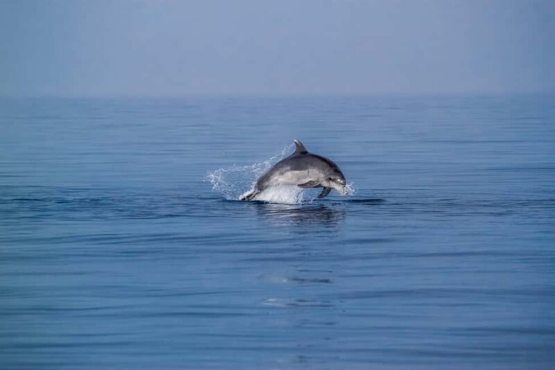 Benalmadena: Dolphin Sighting Boat Tour - Scenic Cruising Along the Alboran Sea