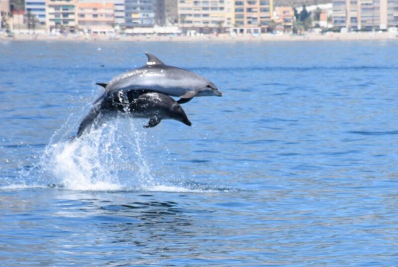 Benalmadena: Dolphin Watching Boat Tour - Exciting Dolphin Watching in Benalmadena with a 2-Hour Cruise