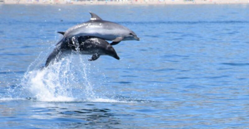 Benalmadena: Dolphin Watching Boat Tour - The Costasol Cruceros Catamaran Offers Comfort and Entertainment