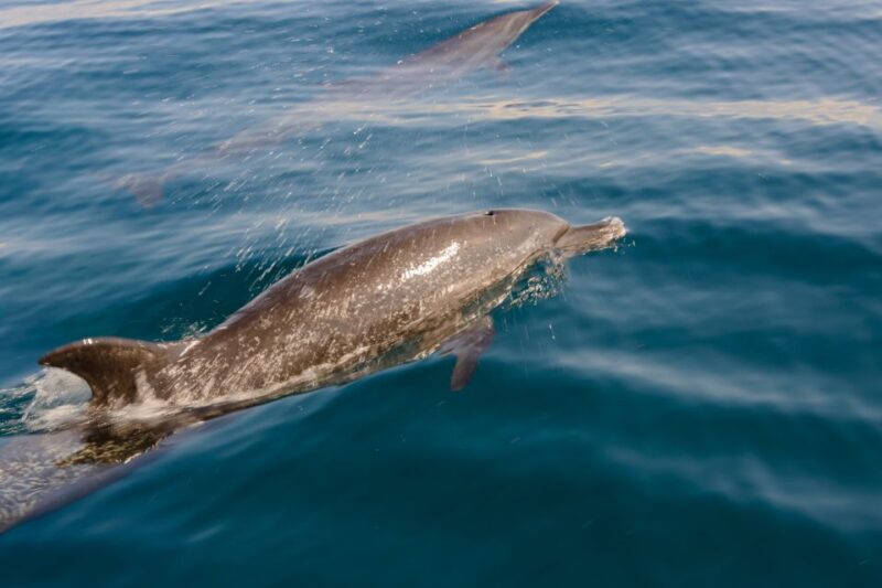 Benalmadena: Dolphin Watching Boat Tour - Summer Swimming and Additional Water Fun